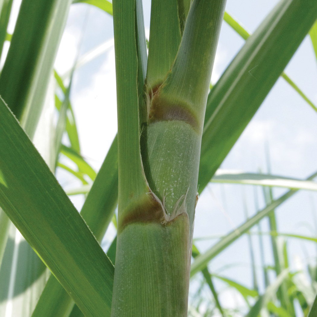 Dewlap – Dark olive green that becomes much darker with more mature growth in the fall.